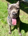 adoptable Dog in  named KING