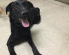 adoptable Dog in  named A1865449