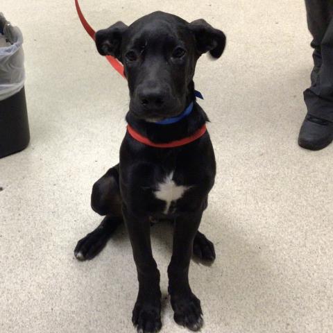 adoptable Dog in Riverside, CA named DUSTY