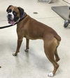 adoptable Dog in Riverside, CA named GUAPO