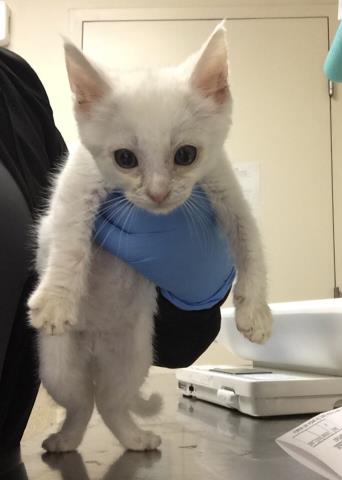 adoptable Cat in Riverside, CA named BRYAN