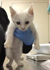 adoptable Cat in Riverside, CA named BRYAN