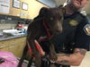 adoptable Dog in Riverside, CA named HERSHEY