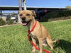 adoptable Dog in Riverside, CA named A1869543