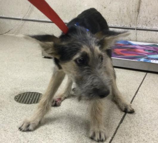 adoptable Dog in Riverside, CA named HOPS