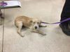 adoptable Dog in  named SCOTCH