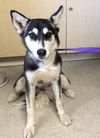 adoptable Dog in  named BANANA