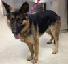 adoptable Dog in  named BOWIE