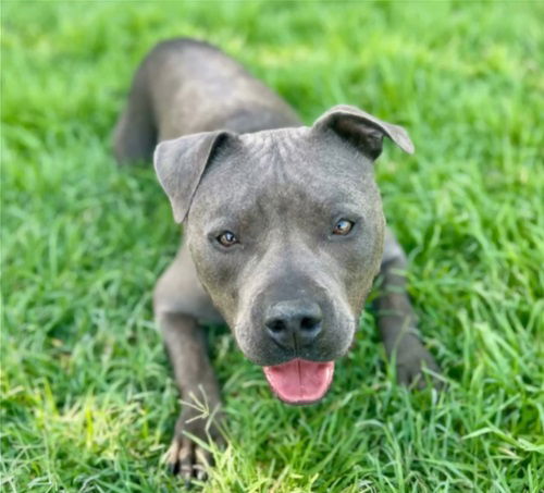 adoptable Dog in Riverside, CA named GRAYSON