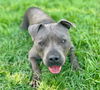 adoptable Dog in  named GRAYSON