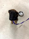 adoptable Dog in  named SALEM