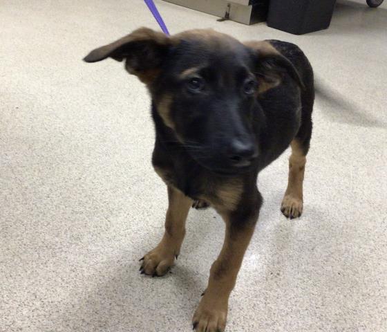 adoptable Dog in Riverside, CA named SALEM
