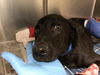 adoptable Dog in  named TOOTSIE