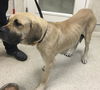 adoptable Dog in  named SUNFLOWER