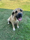 adoptable Dog in  named SUNFLOWER