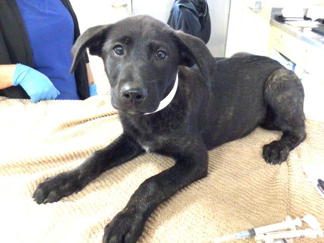 adoptable Dog in Riverside, CA named KRIS