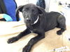 adoptable Dog in  named KRIS