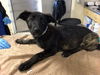 adoptable Dog in  named KHLOE