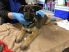 adoptable Dog in  named KIM