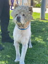 adoptable Dog in  named FALCOR