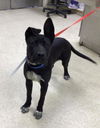 adoptable Dog in  named JET