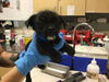 adoptable Dog in  named SNIVY