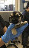 adoptable Dog in  named JIGGLYPUFF
