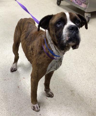 adoptable Dog in Riverside, CA named LONE STAR