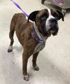 adoptable Dog in  named LONE STAR