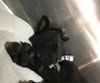adoptable Dog in  named SUNSET