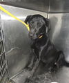adoptable Dog in  named LANNY
