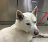 adoptable Dog in  named TUCKER