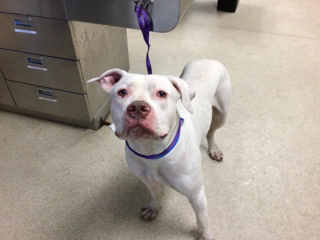 adoptable Dog in Riverside, CA named CHARLIE