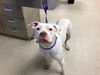 adoptable Dog in  named CHARLIE