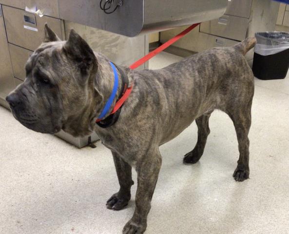 adoptable Dog in Riverside, CA named MASTER