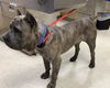 adoptable Dog in  named MASTER