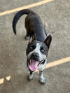 adoptable Dog in  named CHARLIE