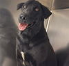 adoptable Dog in  named HEATH