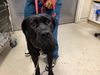 adoptable Dog in  named HONEY