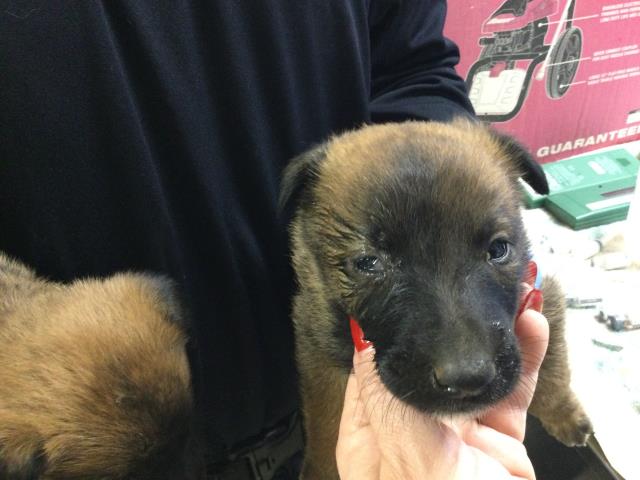adoptable Dog in Riverside, CA named SIMBA