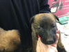 adoptable Dog in  named SIMBA