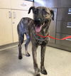 adoptable Dog in  named JAZZ