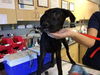 adoptable Dog in  named IVY