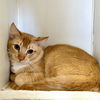 adoptable Cat in  named FUJI