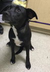 adoptable Dog in  named DELTA