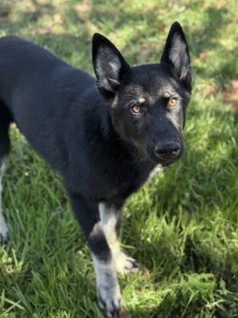 ROSCO Image