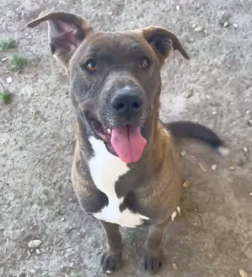 DELILAH