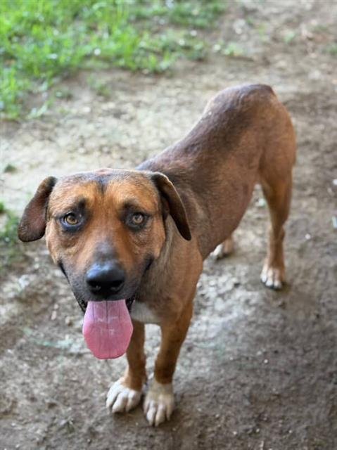 BRUCE
