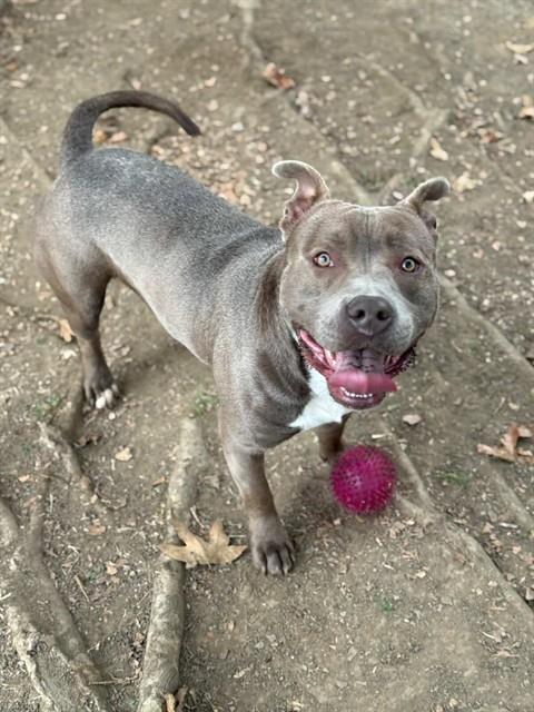 STONE - American Pit Bull Terrier available for adoption