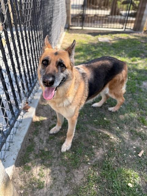 German Shepherd
